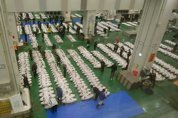 豊洲市場のマグロの競り市を見学する