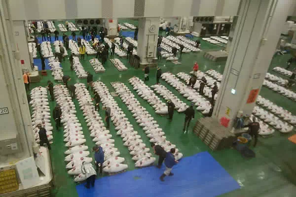 豊洲市場のマグロの競り市を見学する