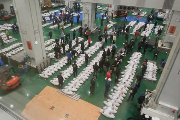 豊洲市場のマグロの競り市を見学する