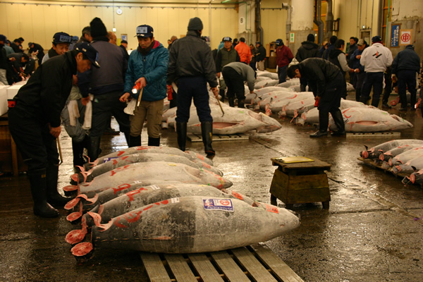 築地 マグロの競り見学 ※終業