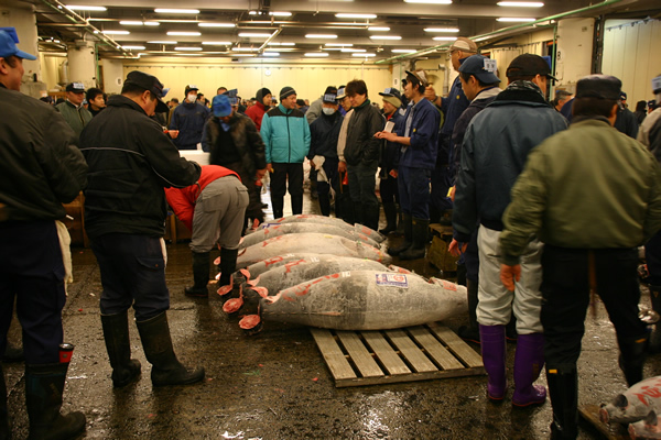 築地 マグロの競り見学 ※終業