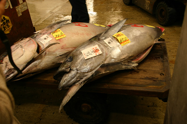 築地 マグロの競り見学

