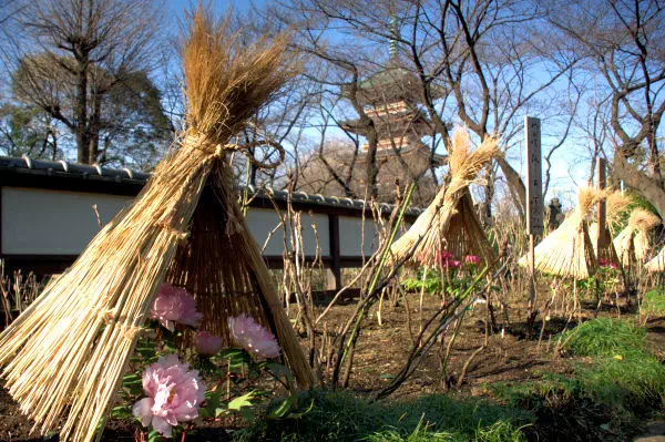 上野東照宮 冬ぼたん