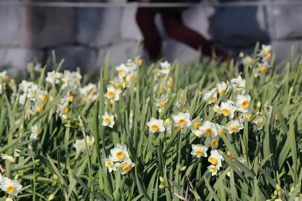 葛西臨海公園 水仙まつり