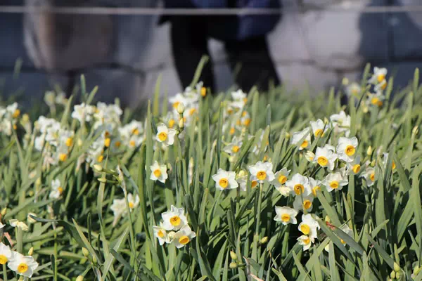 葛西臨海公園 水仙まつり