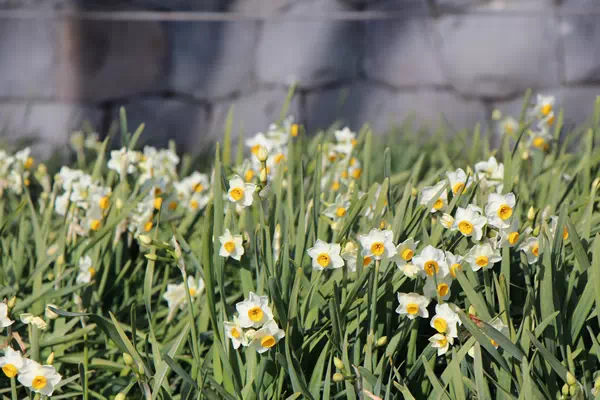 葛西臨海公園 水仙まつり
