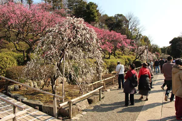 池上梅園 梅の開花と見頃