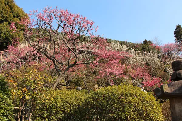 池上梅園 梅の開花と見頃