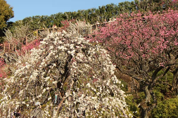 池上梅園 梅の開花と見頃