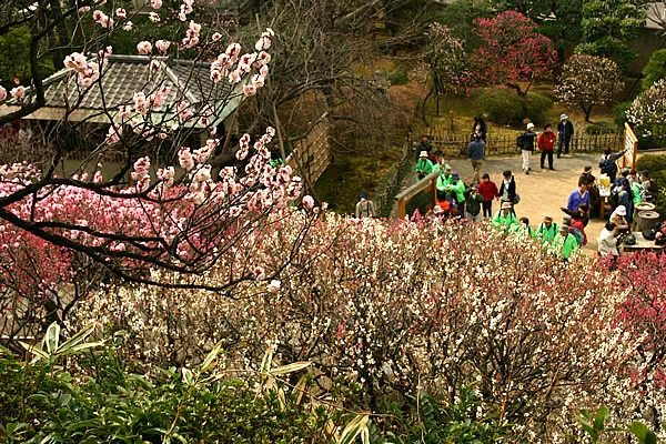 池上梅園 梅の開花と見頃