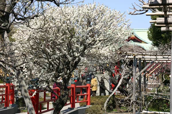 亀戸天神 梅まつり
