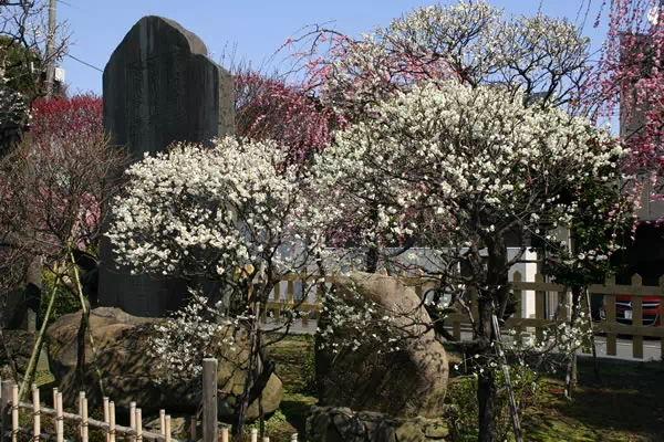 亀戸天神 梅まつり
