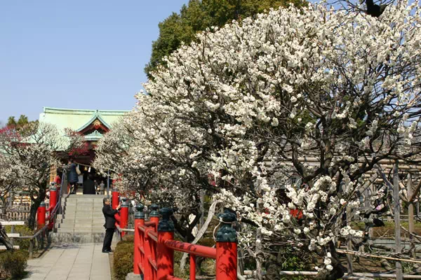 亀戸天神 梅まつり