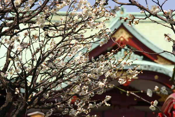 亀戸天神 梅まつり
