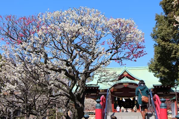 亀戸天神 梅まつり