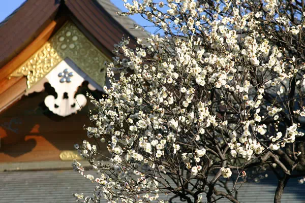 湯島天神 うめまつり