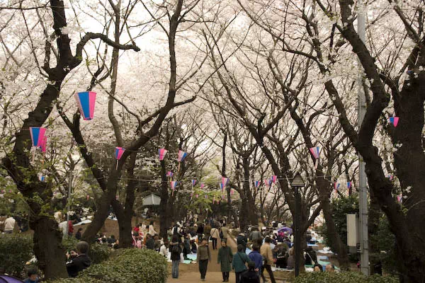 飛鳥山の桜と花見