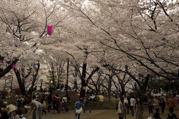 飛鳥山の桜と花見