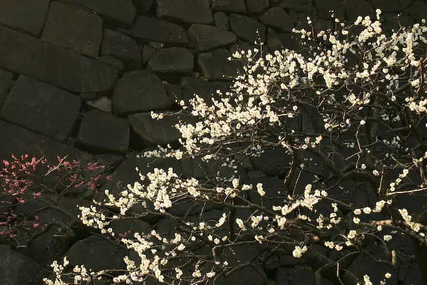 皇居東御苑 梅林坂の梅