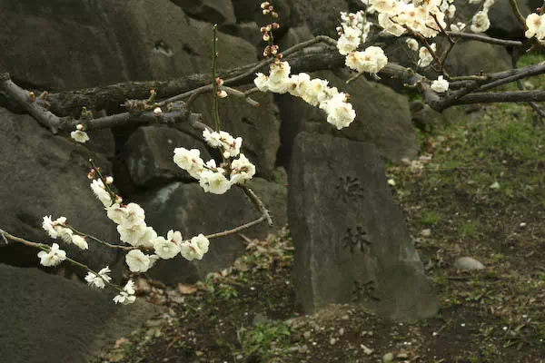 皇居東御苑 梅林坂の梅
