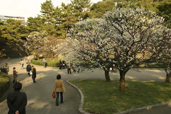 皇居東御苑 梅林坂の梅