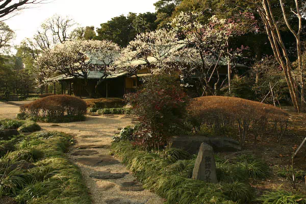 皇居東御苑 梅林坂の梅