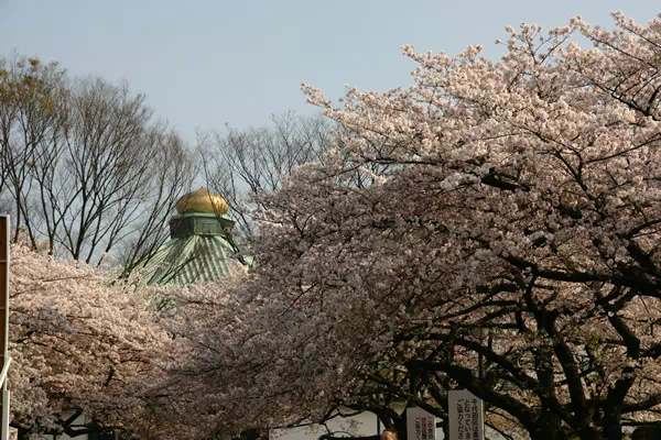 千鳥ヶ淵の桜が見頃に