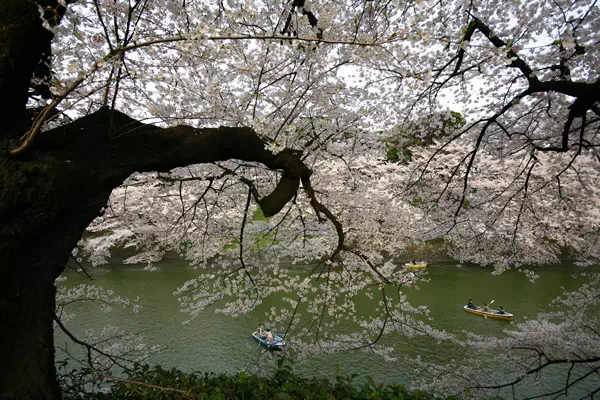 千鳥ヶ淵の桜が見頃に