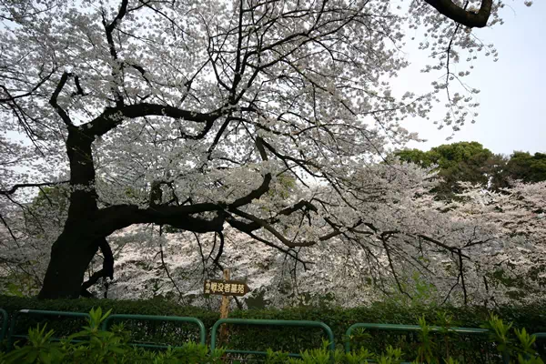千鳥ヶ淵の桜が見頃に