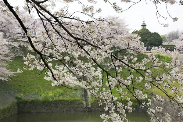 千鳥ヶ淵の桜が見頃に