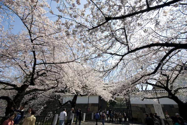 千鳥ヶ淵の桜が見頃に