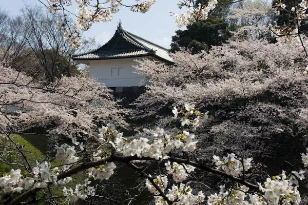千鳥ヶ淵の桜が見頃に