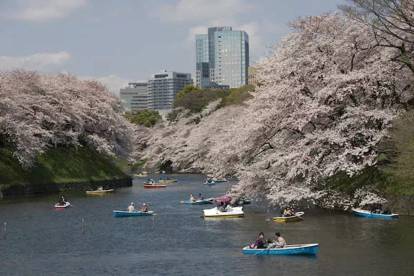 千鳥ヶ淵の桜が見頃に