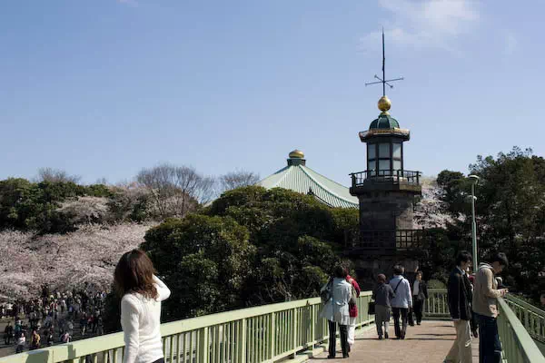 千鳥ヶ淵の桜が見頃に