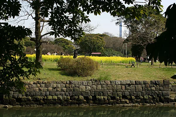 浜離宮恩賜庭園 菜の花