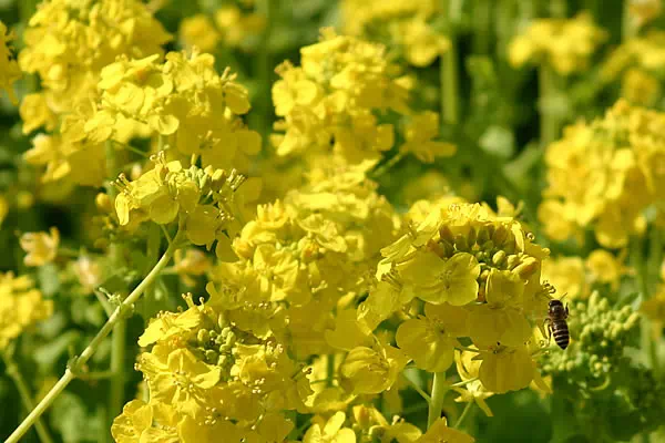 浜離宮恩賜庭園 菜の花