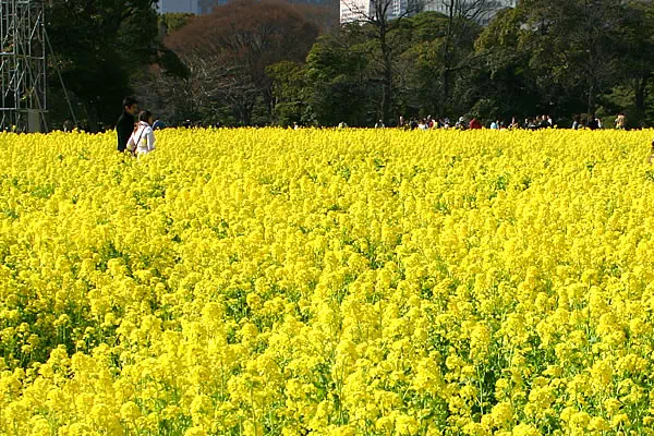 浜離宮恩賜庭園 菜の花
