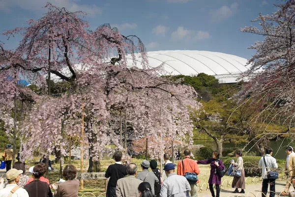 小石川後楽園 枝垂桜