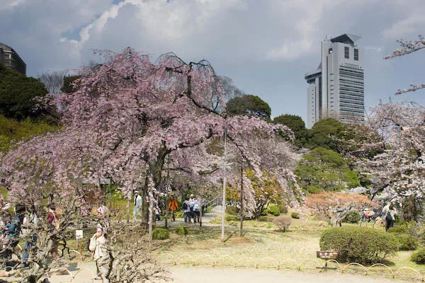 小石川後楽園 枝垂桜
