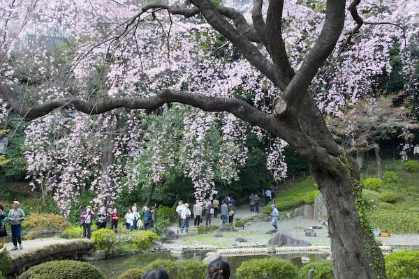 小石川後楽園 枝垂桜