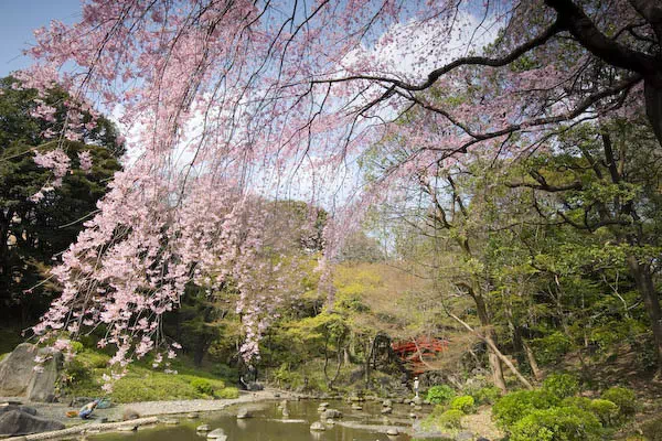 小石川後楽園 枝垂桜
