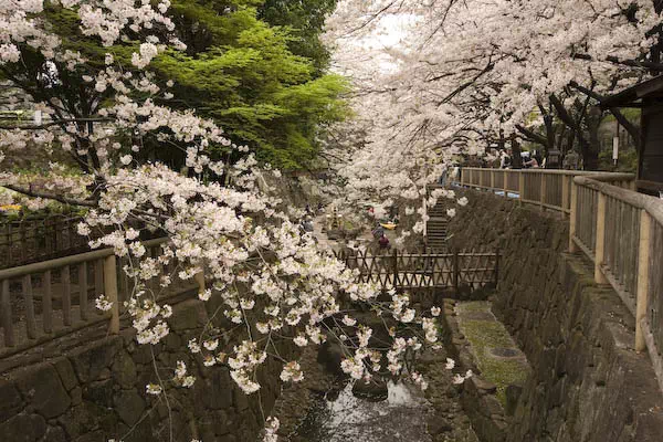 音無川親水公園　桜と花見