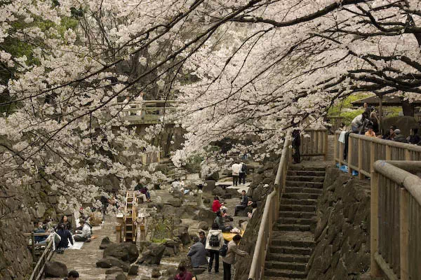 音無川親水公園　桜と花見