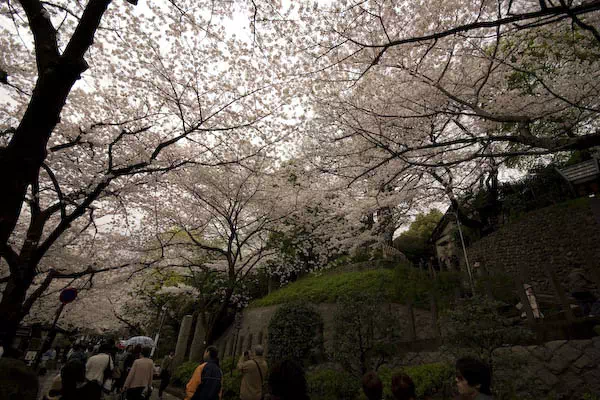音無川親水公園　桜と花見