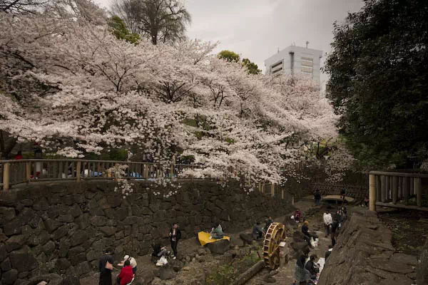音無川親水公園　桜と花見