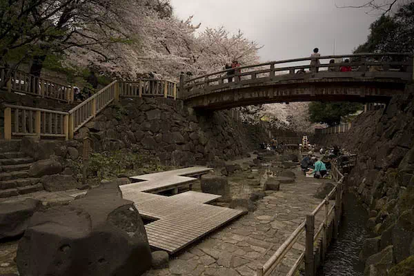 音無川親水公園　桜と花見