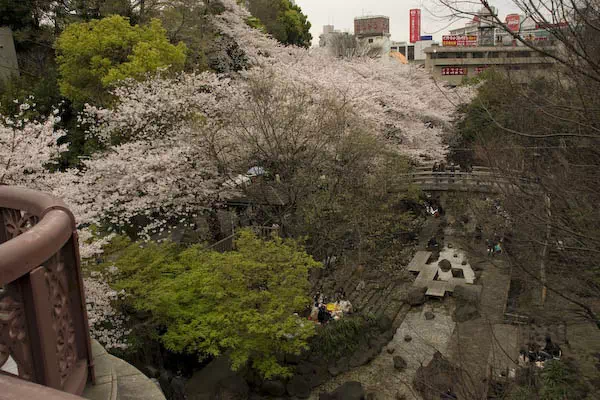 音無川親水公園　桜と花見