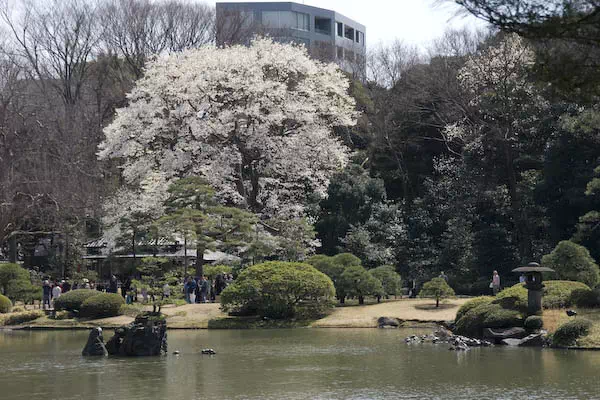 六義園 しだれ桜のライトアップ