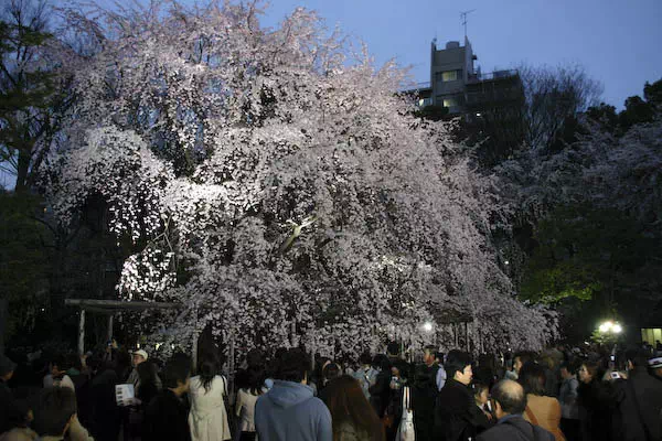 六義園 しだれ桜のライトアップ