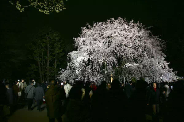 六義園 しだれ桜のライトアップ